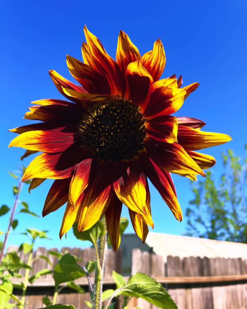 Bright red and yellow flower