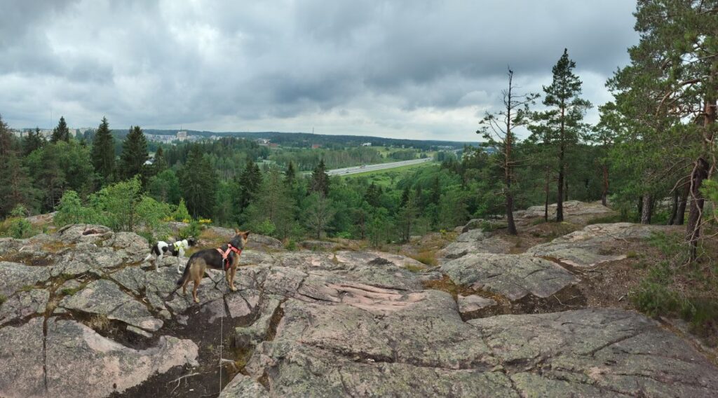 Mountain view with two dogs